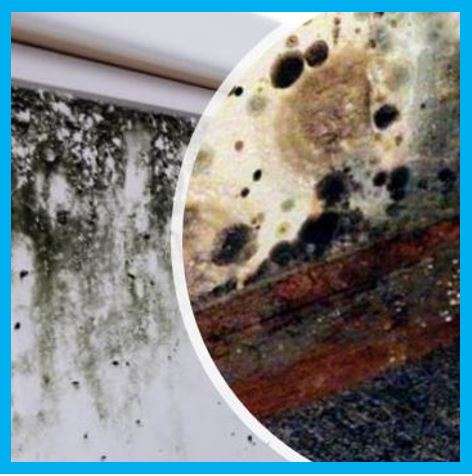 Damp and Mould - Walls, York and Yorkshire