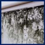 Mould Removal - York, North Yorkshire