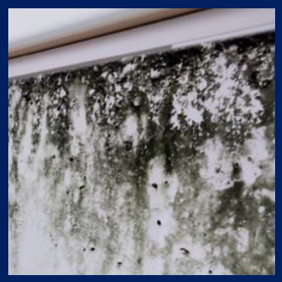 Mould Removal - York, North Yorkshire