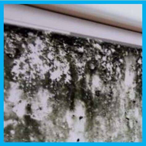 Water Damage - Mould, York and Yorkshire