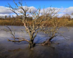 Flood Water - River Ouse, Near York.