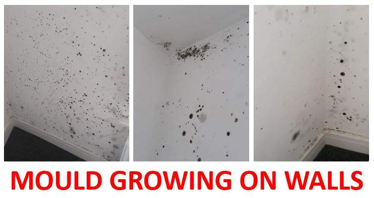 Mould Growing on Walls