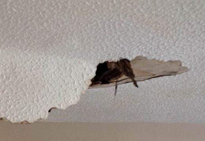 Artex Ceiling Water Leak