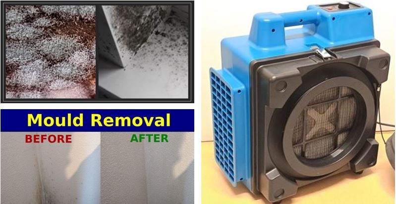 Mould Removal Service York