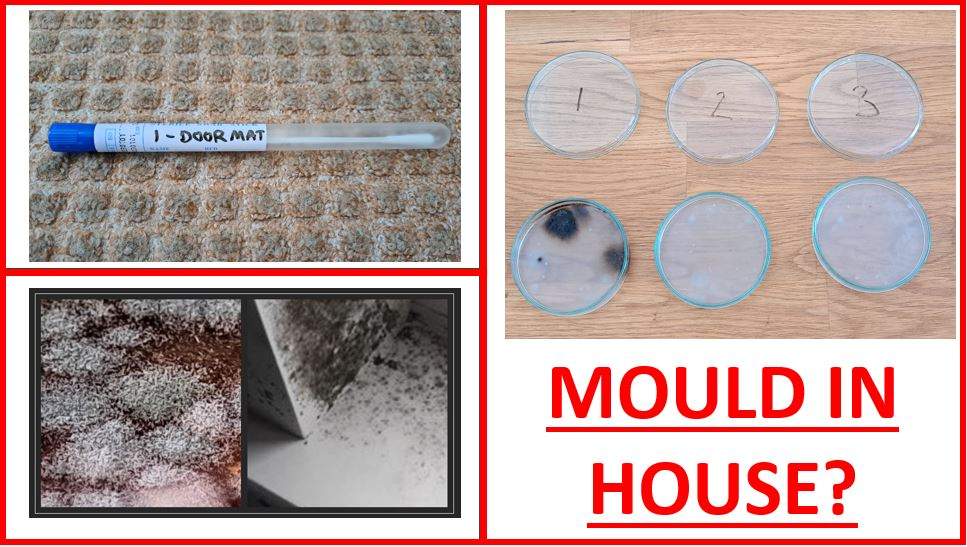 Mould in Houses