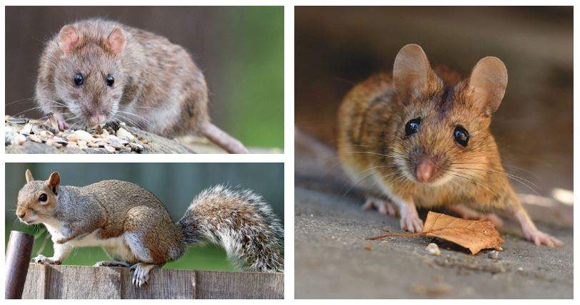 Rodent Damage Electrical Fire