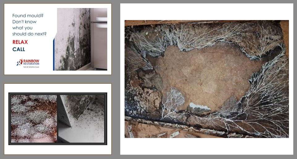 Exposure to Mould Risks